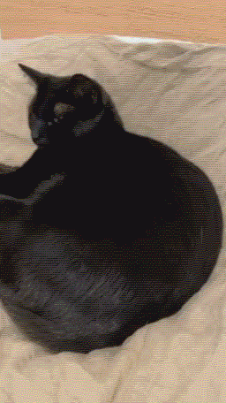 Cepillo de Vapor "Spa 3 en 1": Elimina Pelos, Limpia y Masajea 🐱✨